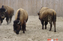 Immobilisatie Amerikaanse bisons