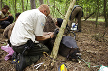 Aanbrengen zenderband bij Wisentkoe
