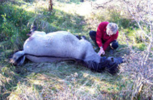 Anesthesie Konikspaard