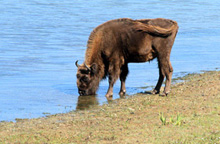 Drinkende Wisent