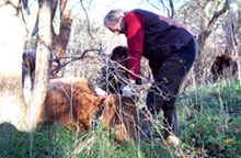 Schotse Hooglander krijgt zenderband