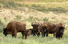 Bouwjaar 2011; drie kalveren