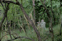 Vangst Wisent stiertje