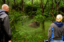 Vangst Wisent stiertje