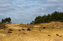 De kudde wisenten in het Kraansvlak
