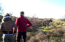 Koniksmerrie met net aangebrachte zenderband