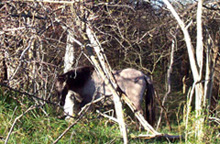 Net ingeschoten Konikspaard