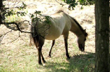 Drachtige Koniksmerrie