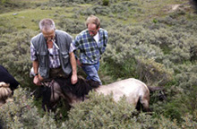 Anesthesie Konikspaard