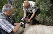 Anesthesie Konikspaard