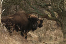 Kraansvlak Wisent