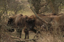 Kraansvlak Wisent