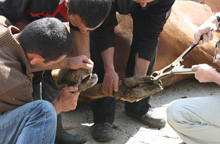 Pasen 2011. Behandeling enkele dieren in Yerevan zoo, Armeni&euml;